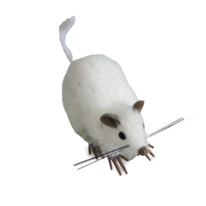 RATA BLANCA *DE LABORATORIO*