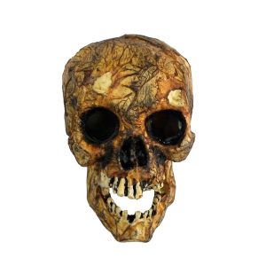 CALAVERA DE LA ANTIGÜEDAD