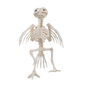 ESQUELETO DE LORO